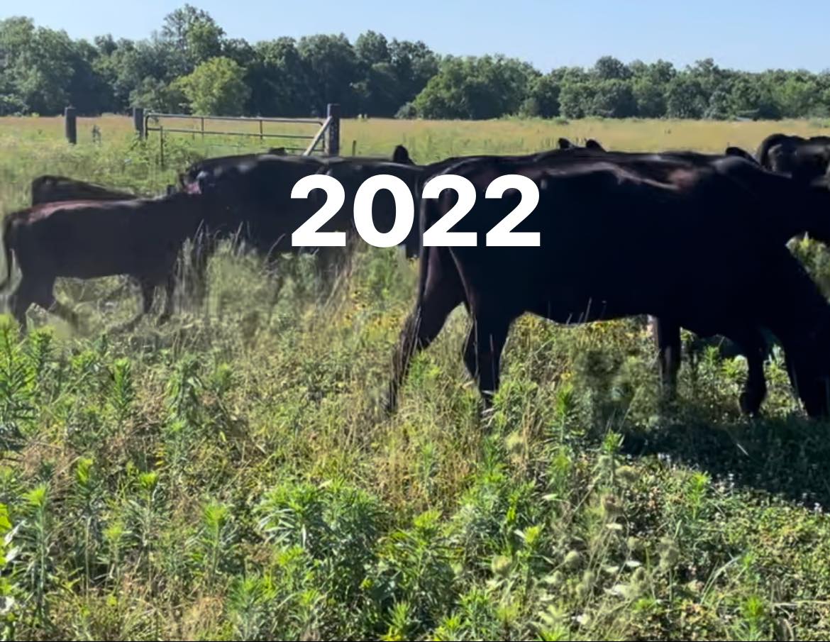 Cows 2022.jpg