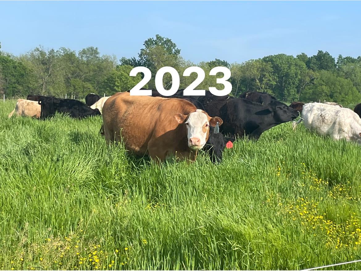 Cows 2023.jpg