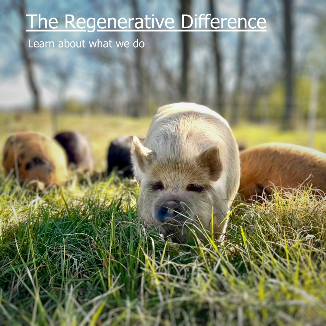 Happy Pigs in Grass buy natural pork in Oklahoma